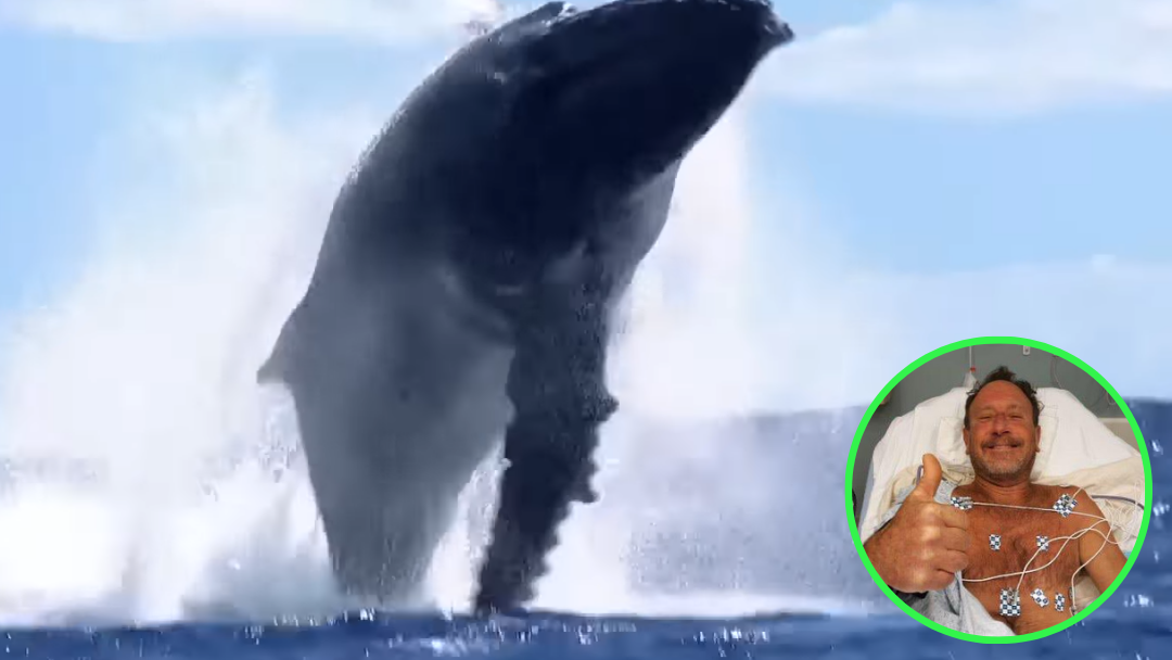 Diver Shares Incredible Survival Story After Encounter With Humpback Whale