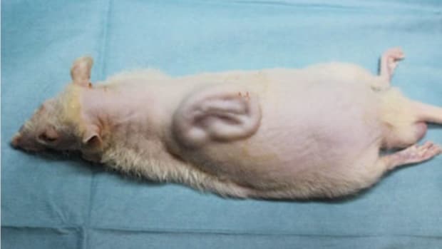 Human Ear Grown On Rat