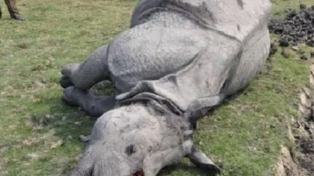 Poachers Brutally Killing Rhinoceros, End Up Paying An Equally Brutal Price Themselves (Photo) Promo Image