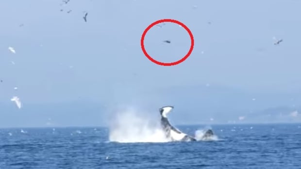 orca kicking seal into the air