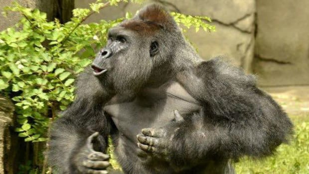 Police Investigating Harambe The Gorilla's Death Promo Image