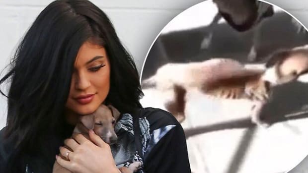 Kylie Jenner with dog Bambi