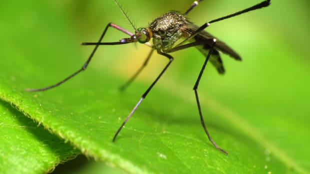 The Aedes mosquito transmits the Zika virus, which has been spreading throughout South and Central America.