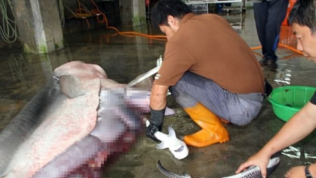 Fishermen Make Startling Discovery Inside Dead Shark Promo Image