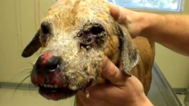 Puppy In Recovery: Chemical Burns On Face (Video) Promo Image