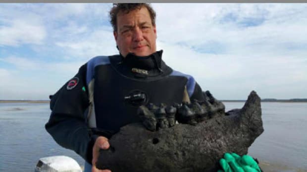 Diver Finds Mastodon Jaw In Georgia River Promo Image