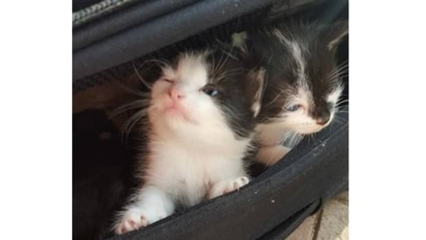 Left: suitcase with kittens inside, Right: note in suitcase
