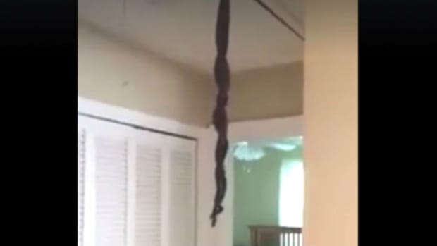 Snakes Have Sex, Hang From Homeowner's Ceiling (Video) Promo Image