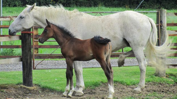 A Horse And Foal.
