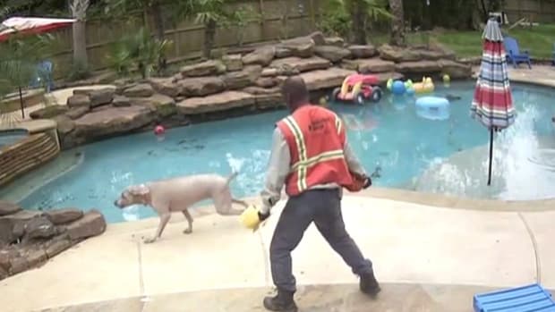 Worker Hits Family's Dogs With Wrench (Video) Promo Image