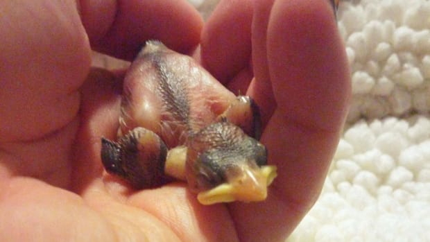 Tiny Baby Bird Rescued After Falling Into Truck (Photos) Promo Image
