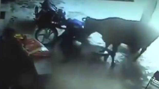 Cow Attacks Men During 'Honor Killing' Of Girl (Video) Promo Image
