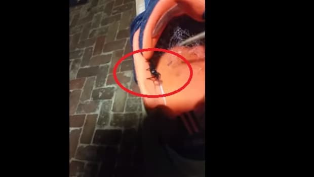 Australian Man Finds Deadly Spider In Son's Shoe (Video) Promo Image