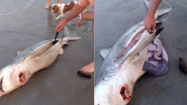 Family Sees That There's Something Strange About Shark's Stomach, Immediately Cuts It Open (Video) Promo Image