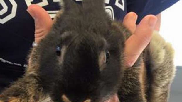 Teens Charged For Throwing Bunny Against Wall (Video) Promo Image