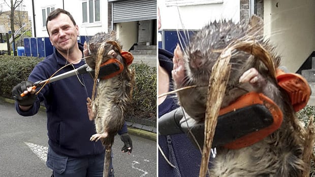 Man Allegedly Finds 25-Pound, 4-Foot Long Rat Promo Image