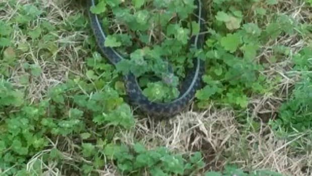 Cottonmouth Snake found in Alabama after Christmas Day Flood