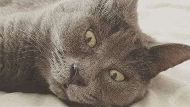 Meet The Internet's Newest Cat Sensation (Photos) Promo Image