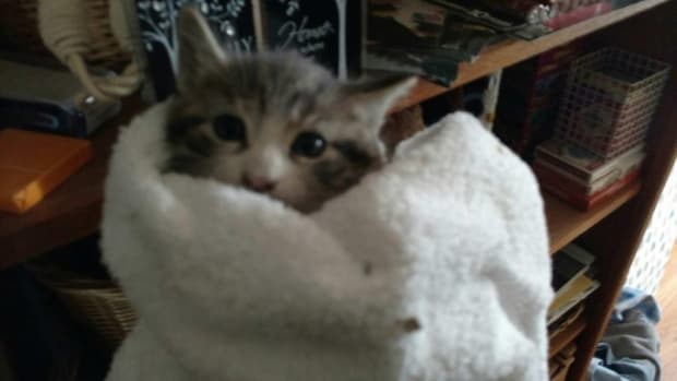 Firefighters Rescue Kitten From Inside Wall (Photos) Promo Image