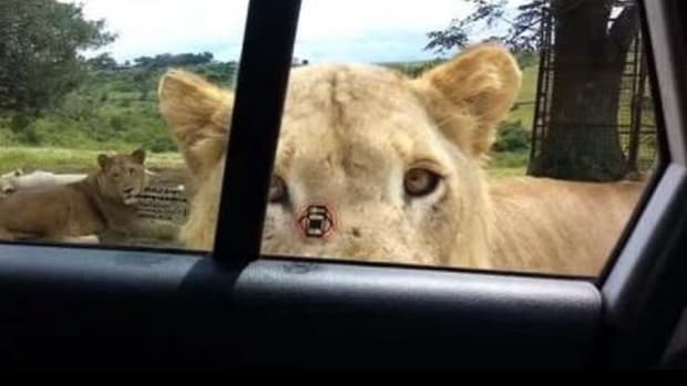 Video Of Tourist's Horrifying Safari Encounter Quickly Goes Viral (Video) Promo Image