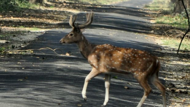 Deer Crossing Sign Causes Controversy In Iowa (Photo) Promo Image