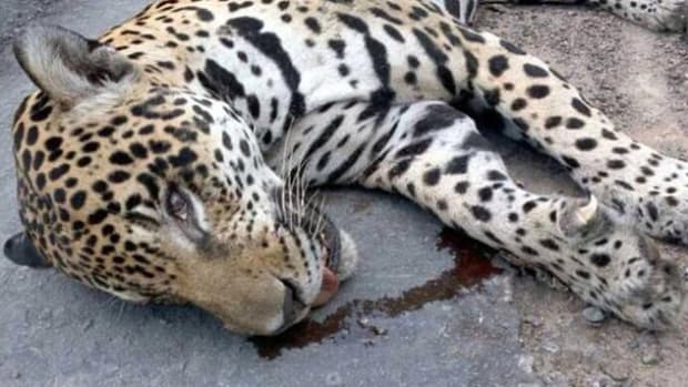 Endangered Jaguar Killed After Olympic Ceremony Promo Image
