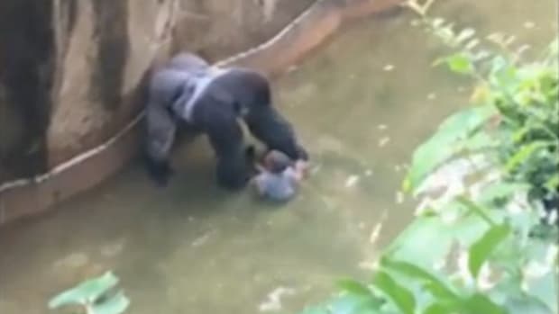 Debate Mounts Over Zoo's Decision To Shoot Gorilla Promo Image