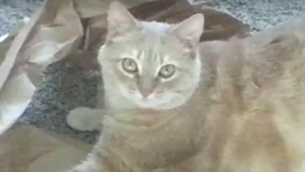 Policeman Shoots Injured Cat, Outrage Follows (Video) Promo Image