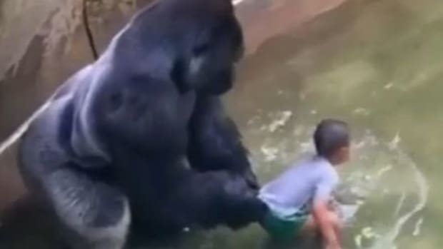 New Footage Shows Harambe Was Protecting Boy (Video) Promo Image