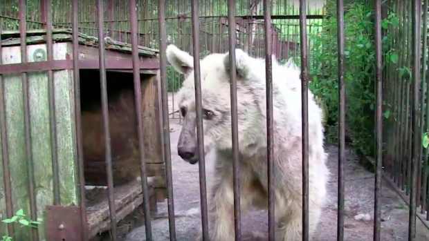 Bear Rescued After 30 Years (Video) Promo Image