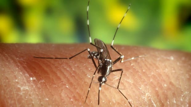 Cuba Reports 1st Domestic Zika Case Promo Image