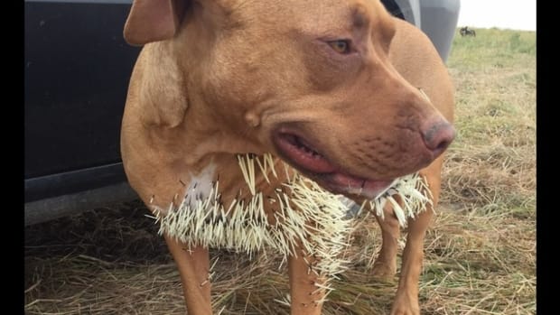 Mahalo Dog with porcupine spikes in her chest