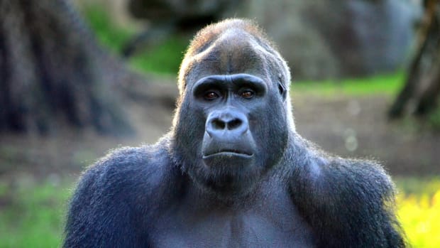 Family Of Boy Who Fell Into Gorilla Pen Thanks Zoo Promo Image