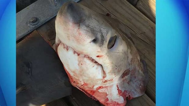 Photos Of Mutilated Shark Spark Outrage, Investigation Promo Image