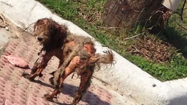 Stray Dog Is Rescued After Photo Goes Viral (Video) Promo Image