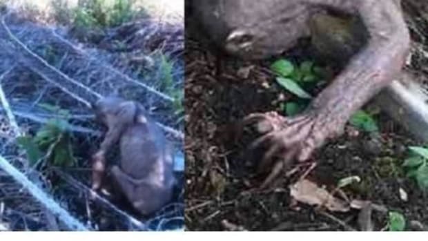 'Alien-Like' Animal Found Fleeing Violent Attackers (Photos) Promo Image