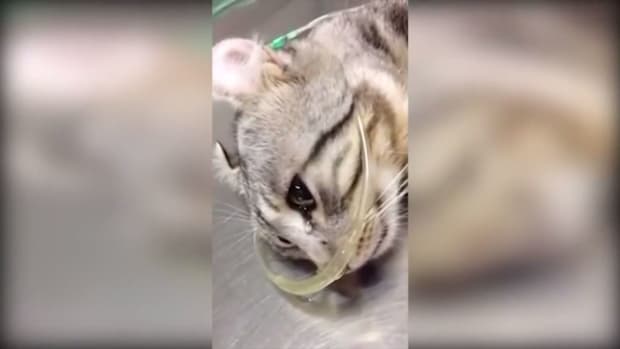 Cat crying on table in veterinarian office