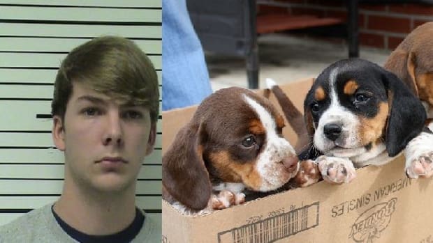 Teenagers Arrested After Police Discover What They Did To Puppies Promo Image