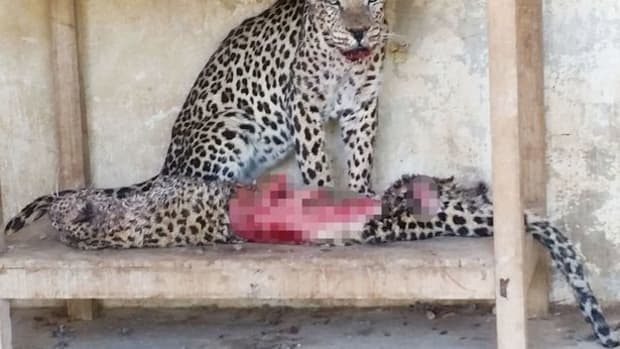 Animals starving in Yemen zoo