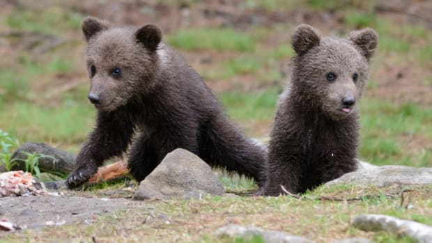 Bear Cubs.