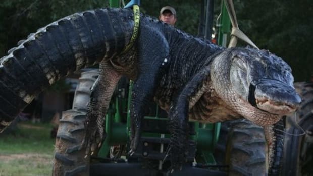Surprising Discovery Made Inside 15-Foot Gator (Photos) Promo Image