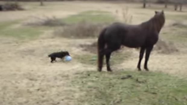 Father Notices Horse Acting Strangely, Realizes What Someone Is Doing With It (Video) Promo Image