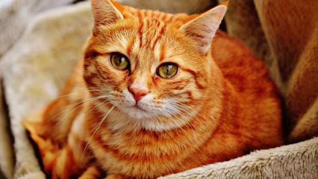 Cat Food Recalled For Low Vitamin B1 Levels Promo Image