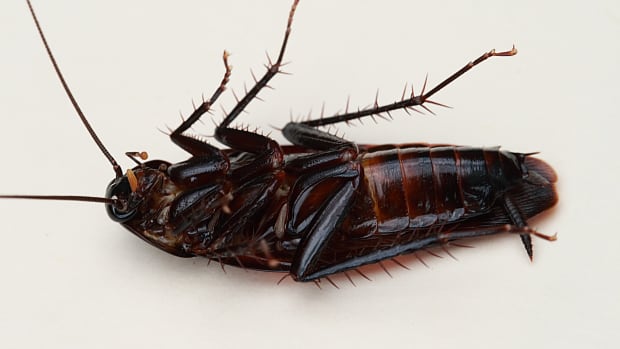 A Few Of These Will Keep Cockroaches Out Of Your Home Promo Image