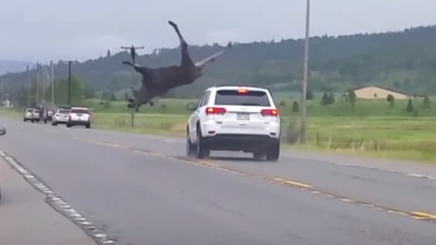 Moose Survives Wild Collision With SUV (Video) Promo Image