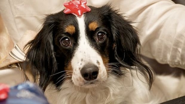 Grandma Gifted With A Puppy For Christmas (Video) Promo Image