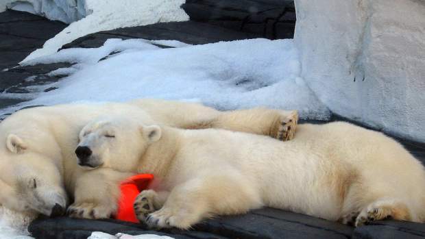 SeaWorld Polar Bear Dies Of Suspected Broken Heart Promo Image