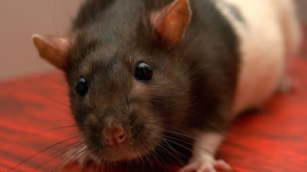Boy Dies From Diseased Pet Rat, Parents Sue Store (Photo) Promo Image
