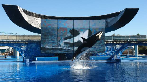 SeaWorld Shares Plummet To Record Low Promo Image