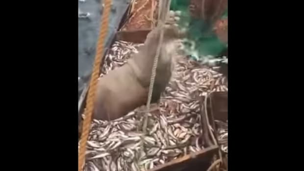 Fishermen Shocked By What Emerges From Their Net (Video) Promo Image